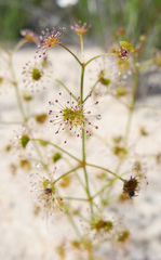 Drosera humilis