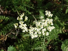 Achillea clusiana