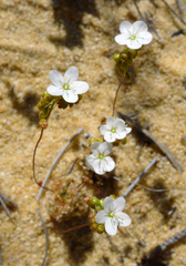 Drosera rechingeri