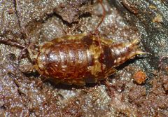 Styloniscus
