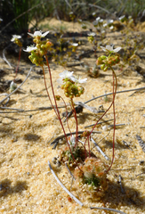 Drosera rechingeri