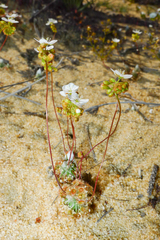 Drosera rechingeri