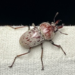 Cacostomus squamosus