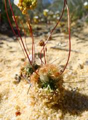 Drosera rechingeri