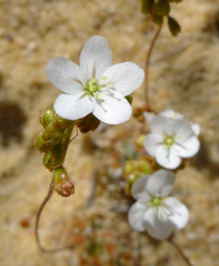 Drosera rechingeri