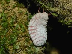 Coelostomidia zealandica