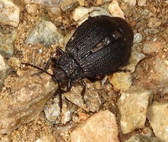 Galeruca spectabilis