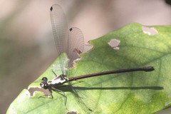 Austroargiolestes chrysoides