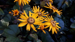 Ligularia dentata