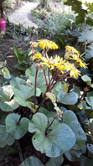 Ligularia dentata