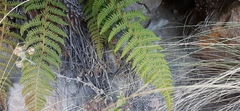 Polystichum speciosissimum