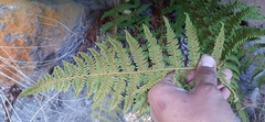 Polystichum speciosissimum
