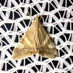 Agrioglypta zelimalis