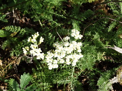 Achillea clusiana