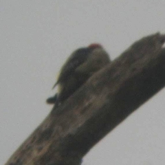 Melanerpes pucherani