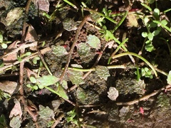 Lobelia perpusilla