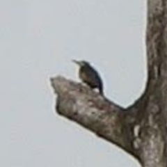 Melanerpes pucherani