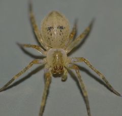 Desidae