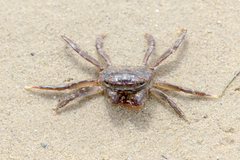 Paragrapsus laevis