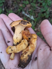 Cantharellus californicus