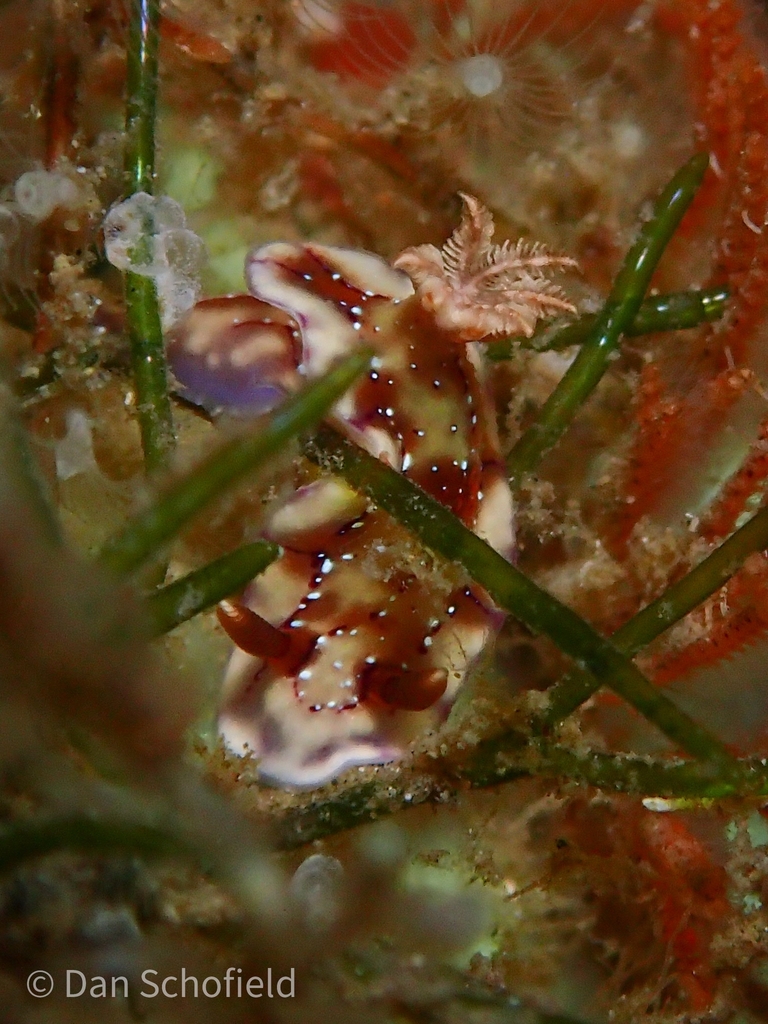 Hypselodoris krakatoa