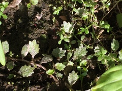 Lobelia perpusilla
