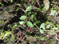 Lobelia perpusilla