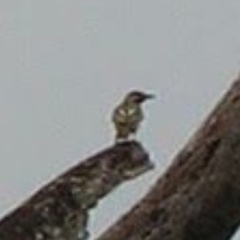 Myiodynastes luteiventris