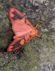 Matsumursine horishanella