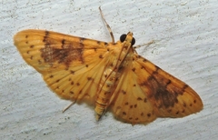 Conogethes semifascialis