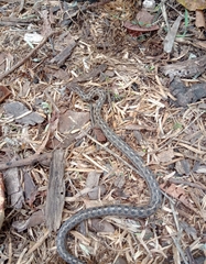 Tachymenis peruviana