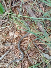 Tachymenis peruviana