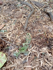 Tachymenis peruviana