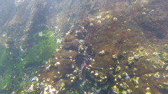 Megabalanus galapaganus