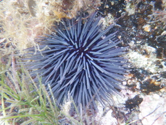 Centrostephanus tenuispinus