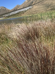 Schoenus pauciflorus