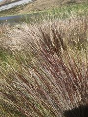 Schoenus pauciflorus