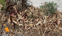 Eschscholzia californica californica