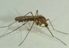Aedes antipodeus