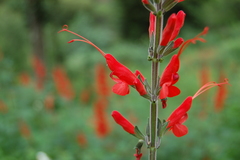 Salvia exserta