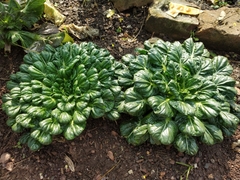 Brassica chinensis