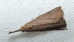Hypena subvittalis