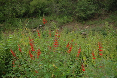 Salvia exserta