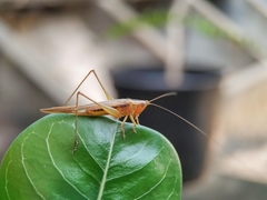 Conocephalus goianus