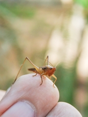 Conocephalus goianus