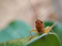 Conocephalus goianus