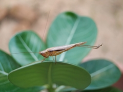 Conocephalus goianus
