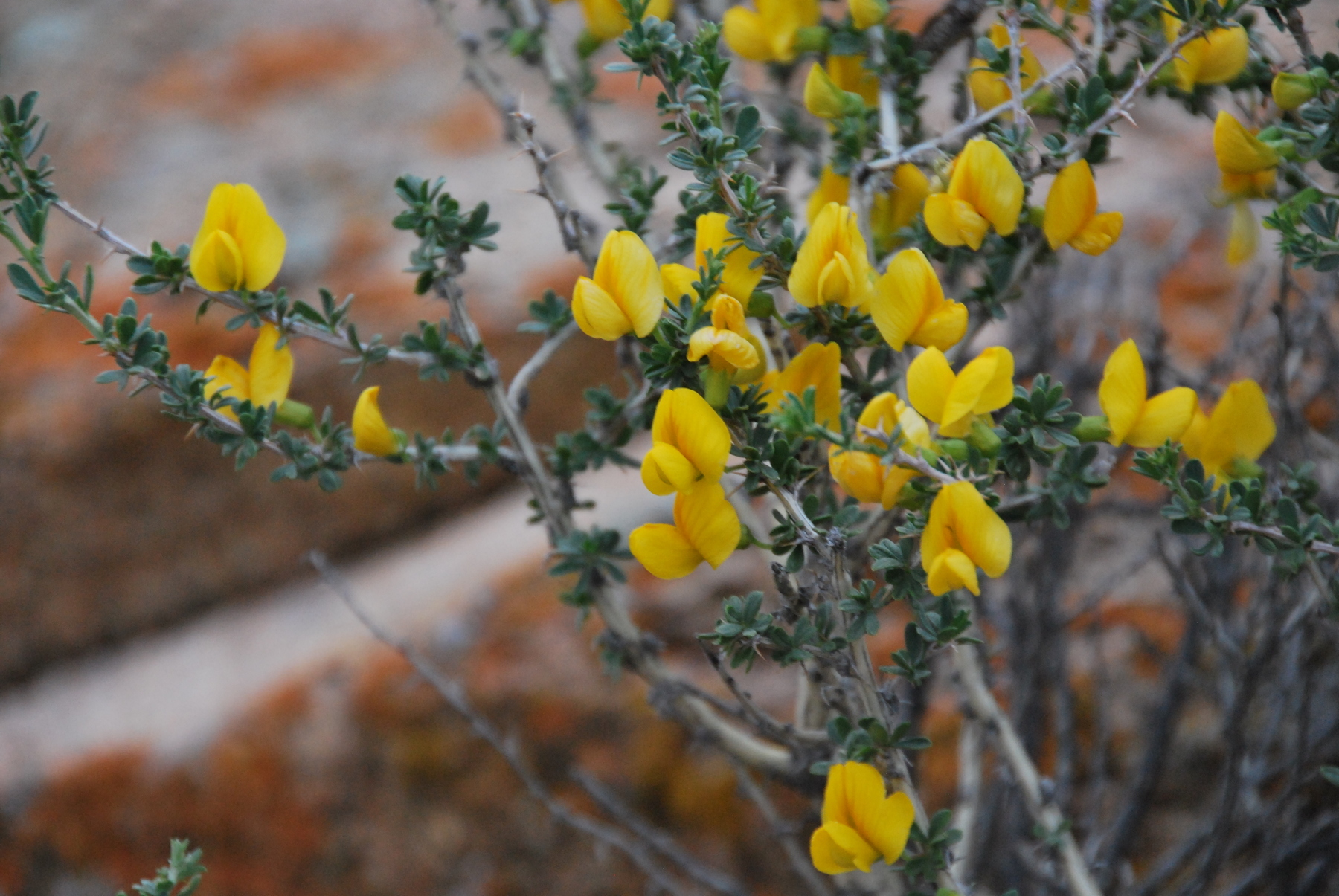 Caragana pygmaea