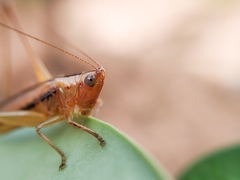 Conocephalus goianus