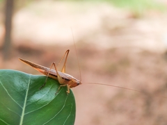 Conocephalus goianus